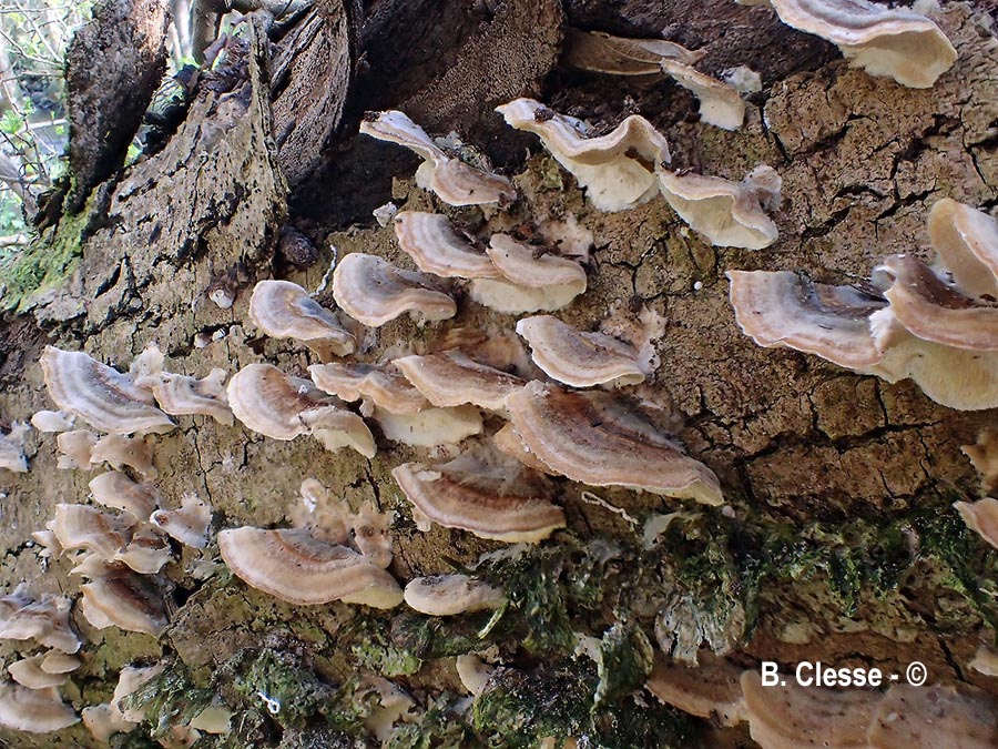 Trametes ochracea (Trametes zonata)